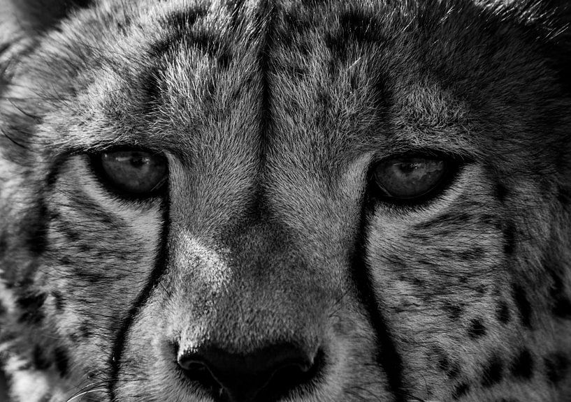 close-up cheetah in Namibia by Steven Symoens