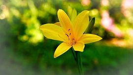 yellow lily with beautiful bokeh by Martin Köbsch