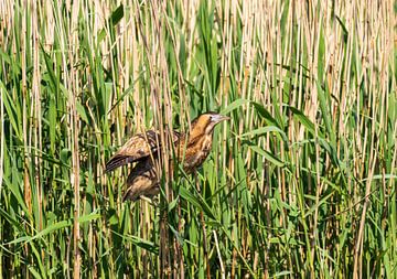 De Roerdomp Reiger