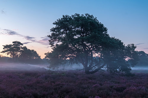 heath