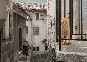 Balkonkatze / Rote Katze sitzt auf einem Balkon durch die Gitterstäbe einer alten Straße gesehen