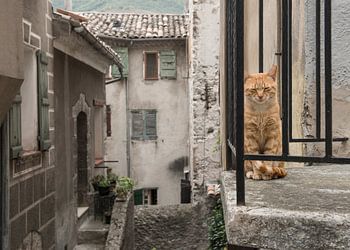 Balkonkatze / Rote Katze sitzt auf einem Balkon durch die Gitterstäbe einer alten Straße gesehen