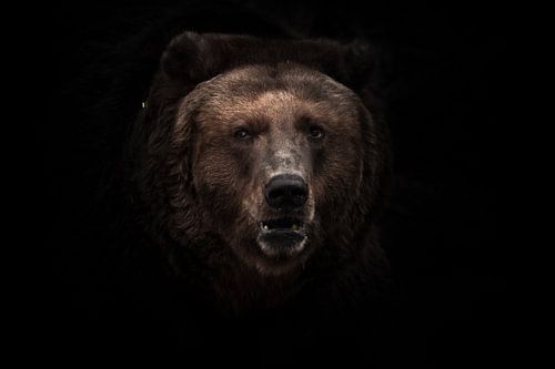 une image assombrie, une bête marron sévère légèrement perplexe regarde dans l'obscurité avec de pet sur Michael Semenov