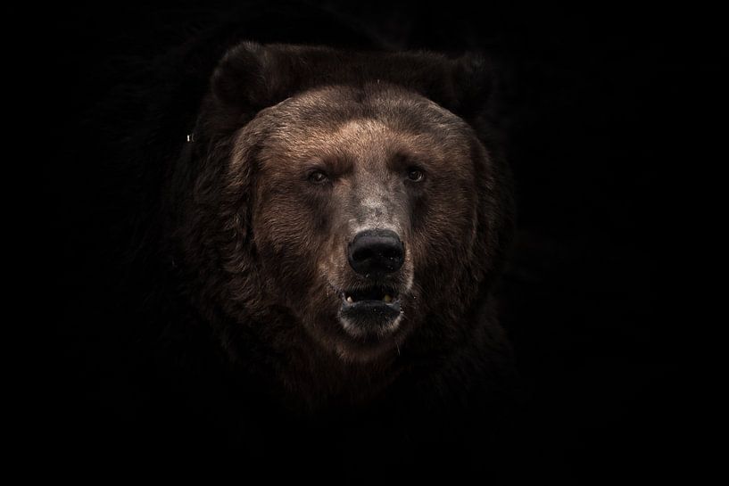a darkened image, a stern brown slightly perplexing beast looks out of the darkness with small eyes. by Michael Semenov