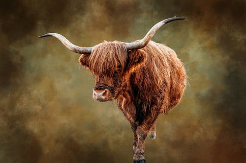 Schotse hooglander op de heide.