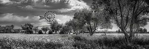 Insel Mallorca mit Windmühle und Finca in schwarzweiss.