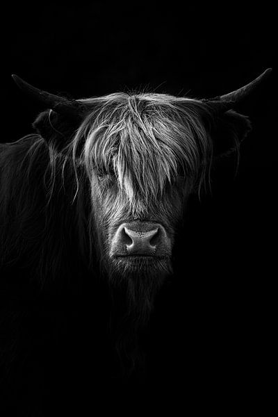 Scottish Highlander en noir et blanc par Jacco van Son