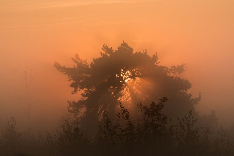 Un soleil levant derrière un pin. par Ron Poot