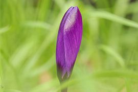 crocus sur cindy kuiphuis