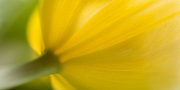 Panorama van een gele dromerige tulp. De lente begint! van Marjolijn van den Berg