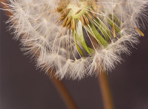 dandelion