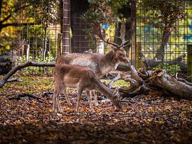 Deer 3 by Nuance Beeld