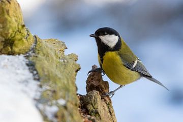 Tit in de sneeuw