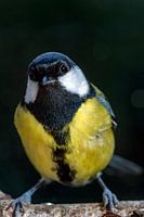 Great Tit