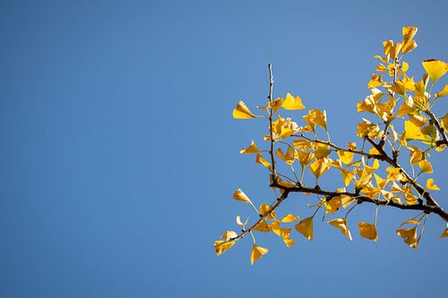 Ginkgo biloba