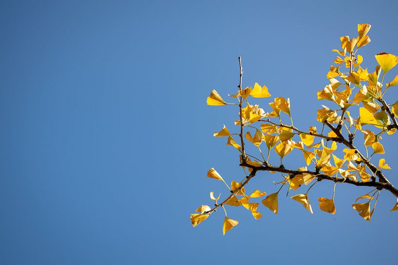 Ginkgo biloba by Lobke Bink