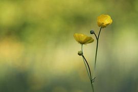 Butterblumen von Mireille Breen