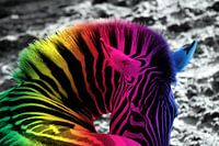 Regenboog Zebra