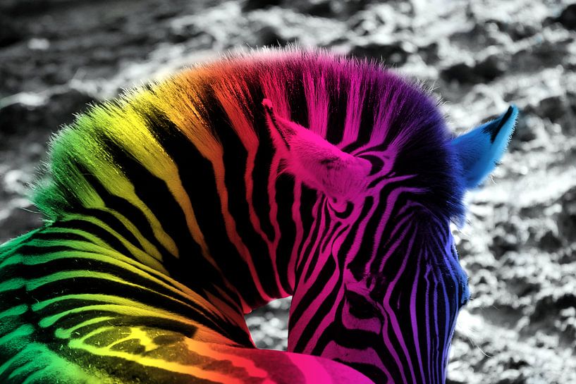 Regenboog Zebra by Nikki de Kerf