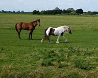 Twee paarden in de wei in Petten (Noord-Holland)