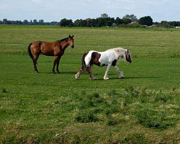 Twee paarden in de wei in Petten (Noord-Holland) van JGL Market