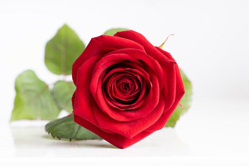 Beautiful velvet soft red rose with green petals lying on a white reflective background