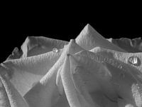 Rosa V