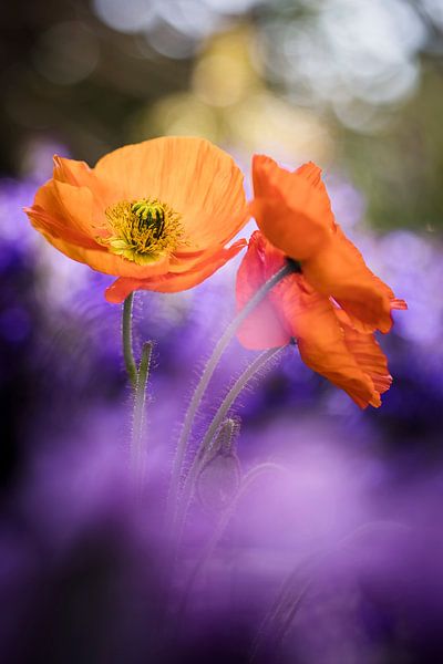 Bunter Mohn von Bob Daalder