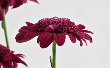 Purple Gerbera in front of a white background by Robin Verhoef