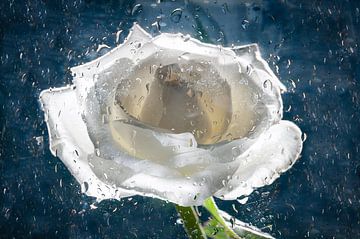 Roos in water van Hanny Andela - Andelafotografie