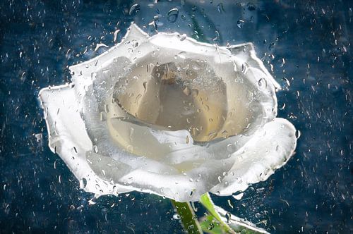 Rose in water