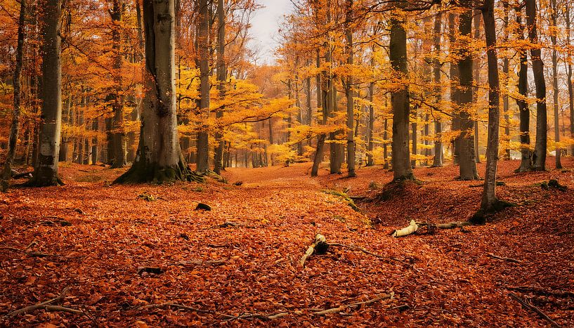 Herfstbos met kleuren en bladeren van Mustafa Kurnaz