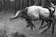 Horses in action von Wybrich Warns Miniaturansicht