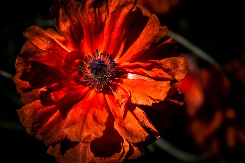 red poppy by Norbert Sülzner