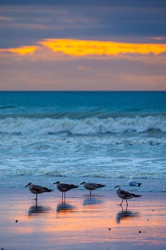 Möwen am Strand bei Sonnenuntergang von Roland Brack