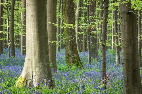 Het hyacintenbos van Hallerbo van Jürgen Schmittdiel Photography