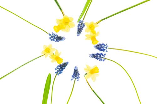 Stilleven met narcissen en blauwe druifjes