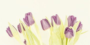 Violette tulpen van Michael Schulz-Dostal