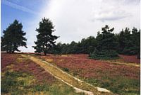 Zwei Fuhren auf der Heide