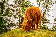 Weidender schottischer Highlander auf dem Berggipfel von Bas Fransen Miniaturansicht