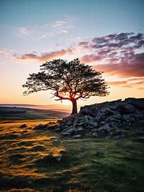 Baum im Sonnenaufgang