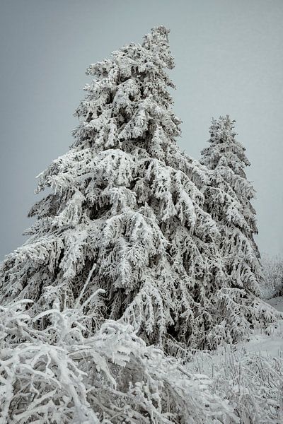 Winterlandschaft mit schneebedeckten Fichten 2 von Holger W. Spieker