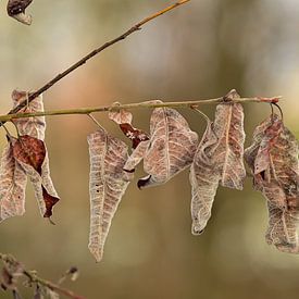 Natürlicher Rhythmus: Eine Reihe von Winterblättern von Kristof Leffelaer