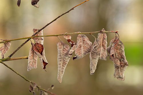 Natuurlijk Ritme: Een Rij van Winterbladeren
