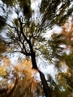 Arbre dans le Parc de Vondel