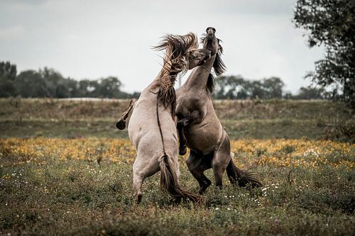 Paardengevecht in Open Veld Ruw Natuurspektakel