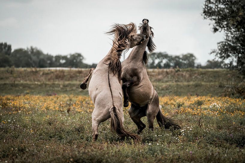 Pferdekampf im offenen Feld Raw Nature Show von Femke Ketelaar