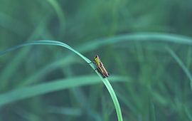 Le criquet ( Orthoptera )