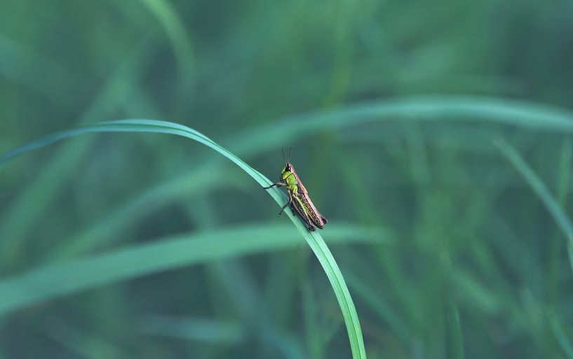 The grasshopper ( Orthoptera ) by Leny Silina Helmig