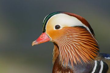 Kopfporträt Mandarin-Ente von Remco Van Daalen